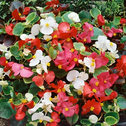 Picture of Begonia - Festival Dwarf Mixture